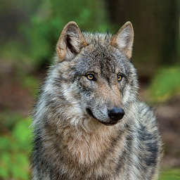 森林狼生存模拟器 手机版