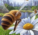 模拟蜜蜂